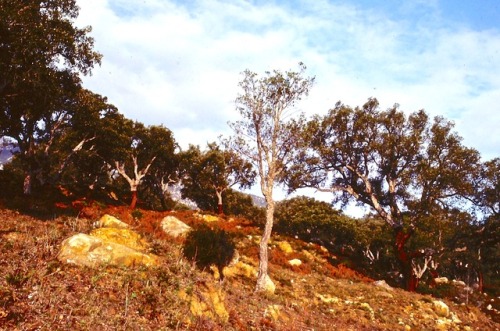 Alcornoque cerca de Ronda, Málaga, 1983.The bark of the cork oak (quercus super) is stripped once ev