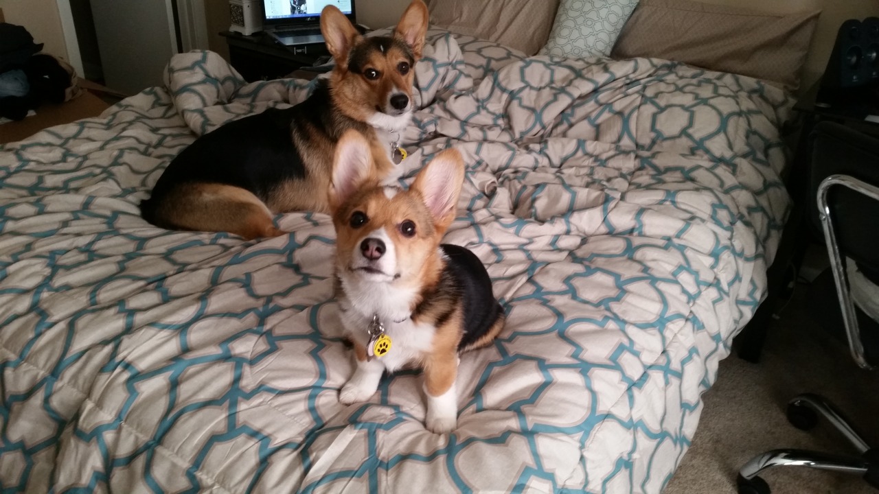 vegasthecorgi:  Pay attention to me, pay attention to me!