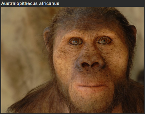 sixpenceee:  SCULPTING HUMAN EVOLUTION  Paleoartist Elisabeth Daynès is reconstructing human evolution through her sculptures. The sculptures above are in no particular order.  You can view more pictures and get more information here