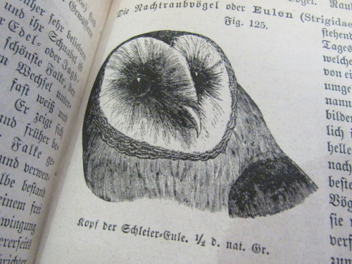 othmeralia:We’re kicking off Feathursday with this gorgeous owl from the pages of Das Buch der Natur