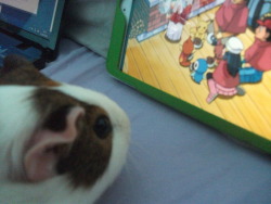 thebutterflyrose:  My guinea pig is obsessed with pokemon, it’s one of the only shows she will watch., and she purrs while watching it. It’s so cute! 