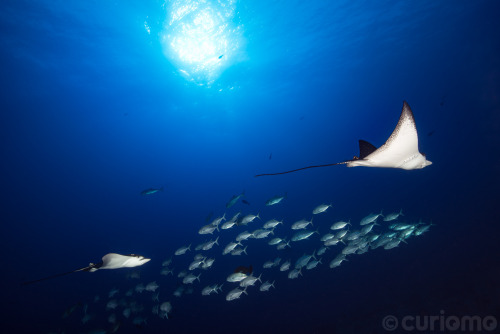 Spotted Eagle Rays propel themselves through our tropical and warmer temperate oceans using their wi