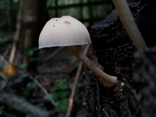 Epping Forest, UK, August 2020Lilac bonnet (Mycena pura)