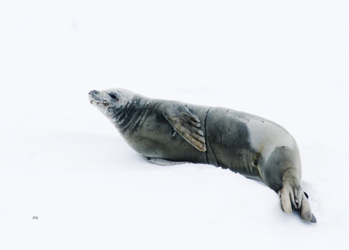 Crabeater Seal Lobodon carcinophagus booth_7773 by Alice & Seig on Flickr.