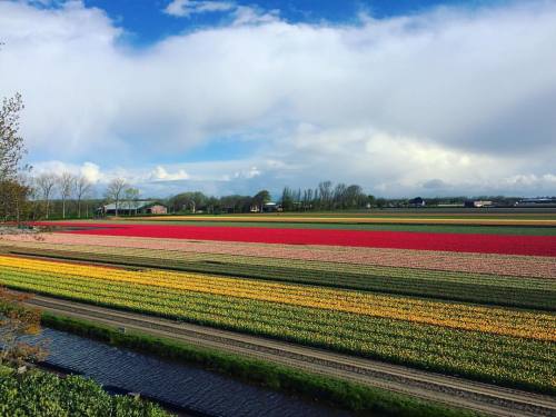 I can die happy now#keukenhof #flowers #tulips #travel #amsterdam #netherlands #garden #holland (a