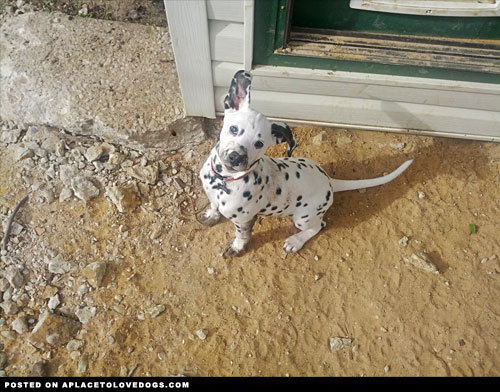 Porn aplacetolovedogs:  Sweet Dalmatian puppy photos