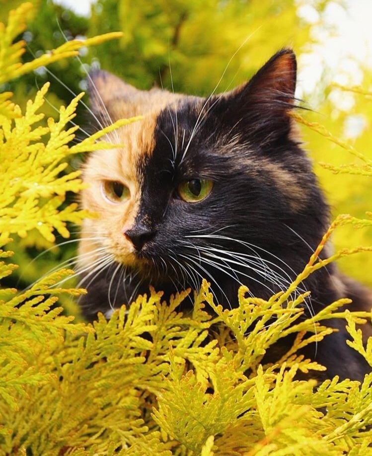 friendly-animals:  (Source)
