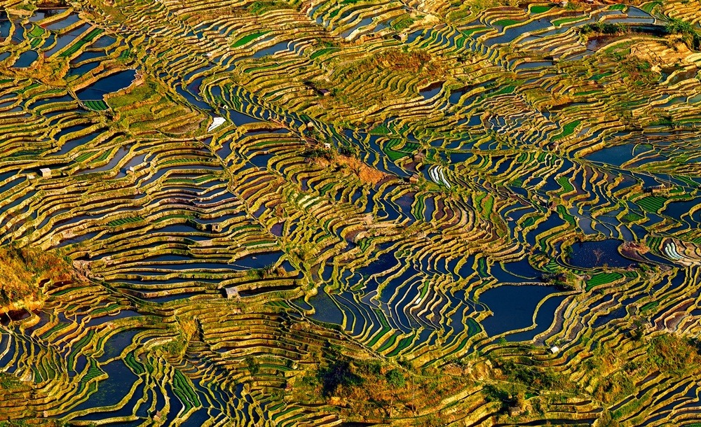 archatlas:    Beauty Paddy of China Thierry BornierThe Hani Rice Terraces, covering