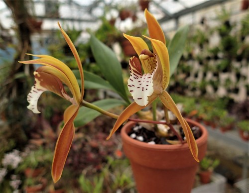 orchid-a-day:  Cymbidium tigrinumSyn.: Cyperorchis