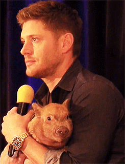 casfucker:  plaidbakerstreetcaptain:  barrel&ndash;rider: (x)  that pig looks