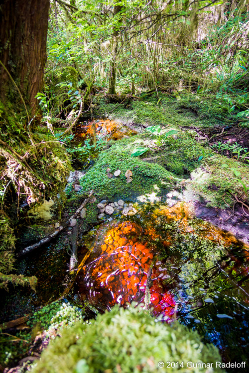 3.7.2014 - West Coast Trail you don`t disappoint!#BC #Canada #VancouverIsland #Bamfield #WestCoastTr