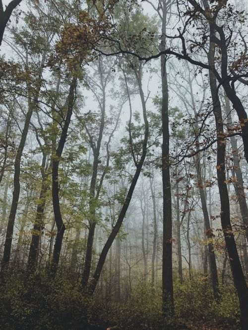 Foggy woods photo journal part VI. Visegrad mountains, Hungary.Photo taken by me.