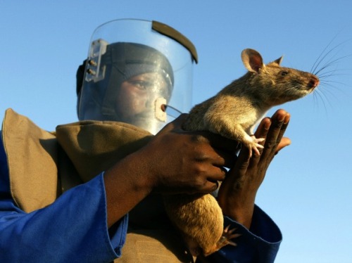 amroyounes:African HeroRats detect landmines.Using positive reinforcement behavior that is respectfu