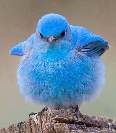 baetology:  baby blue moods // @haitiancreation