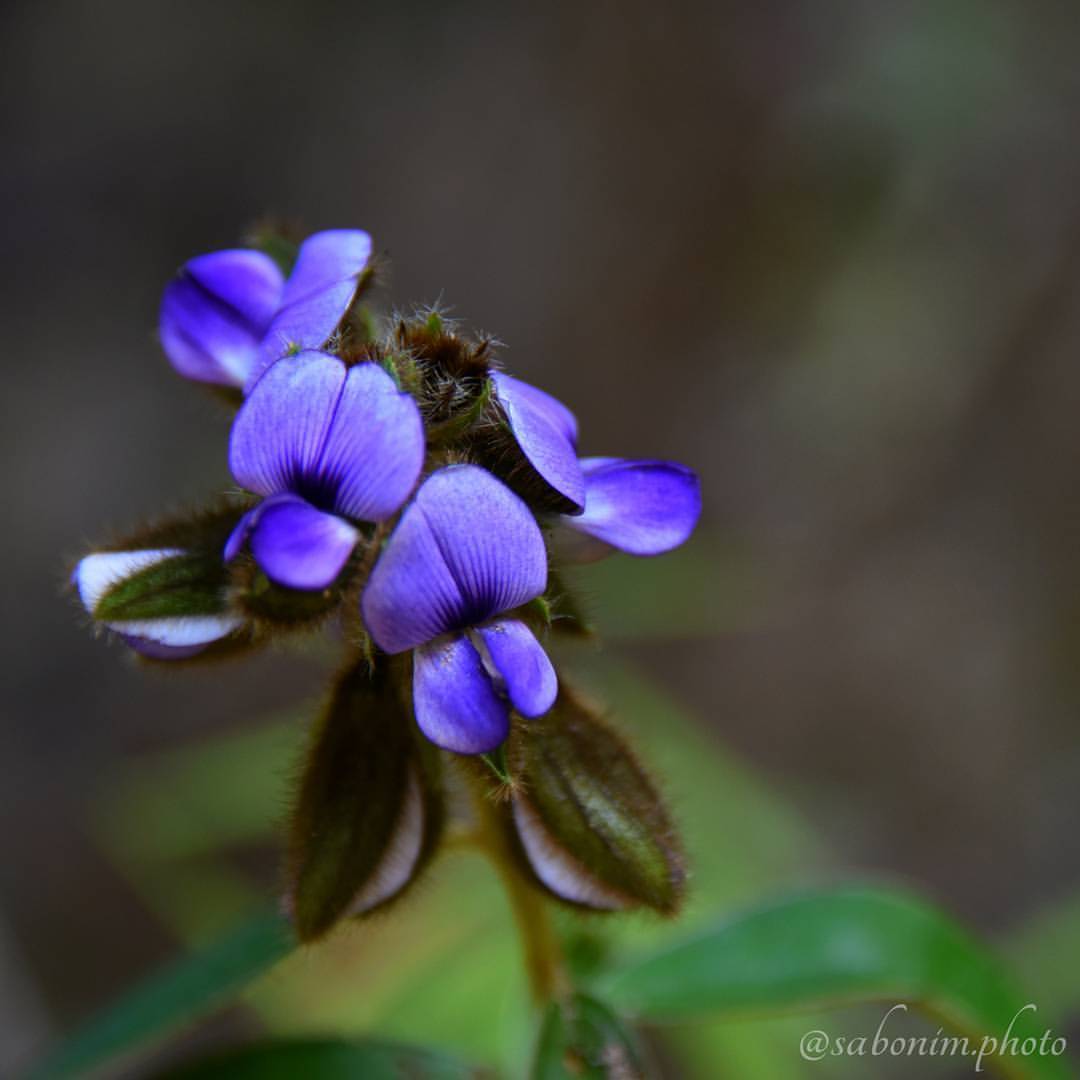 #flower #photographer #photo #snapshot #beautiful #instaphoto #color #coloursofnature #natureperfection #nature #naturepicture #blossom #flowerlovers #flowersofinstagram #botanical #photooftheday #floweroftheday #floral #sabonim_photo #flowermagic...