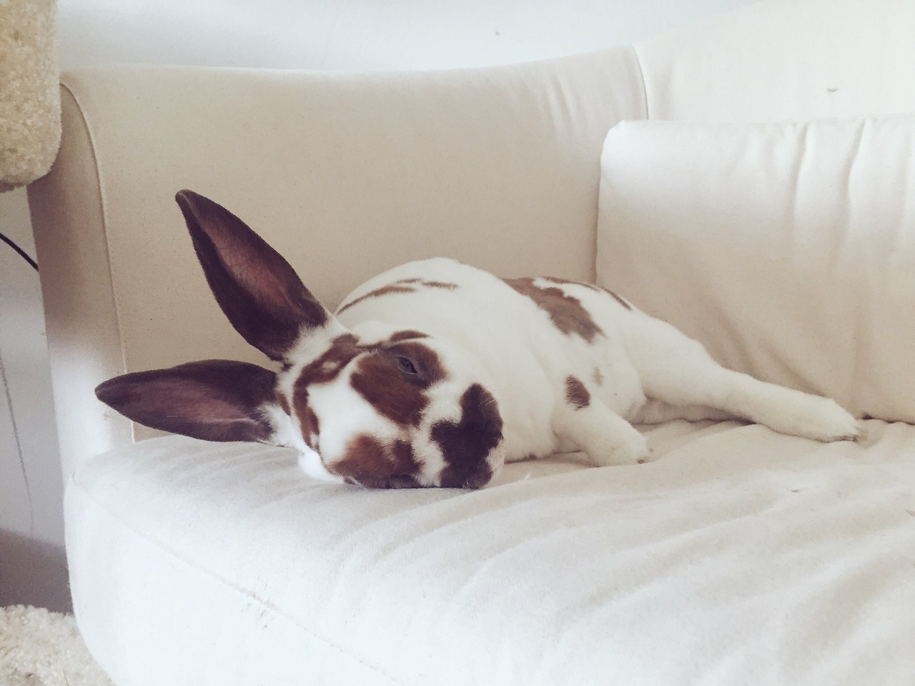 cosmic&ndash;jellyfish: yesiamspock:  Winston the Bun – a compilation   @dustidustbunni