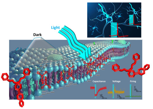 A light-sensitive compound enables heatless membrane modulation in photoswitchesOptical technologies