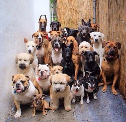 shibarifan01:  wheatenlover:  Tough dog gang