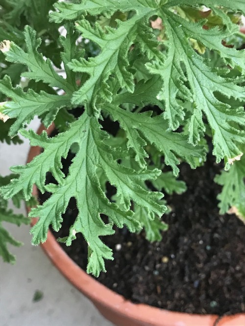 Citronella, which is a member of the geranium family!