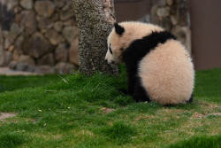 giantpandaphotos:  Yuhin at Adventure World in Wakayama, Japan, on March 24, 2013. © Patrick Harper. 