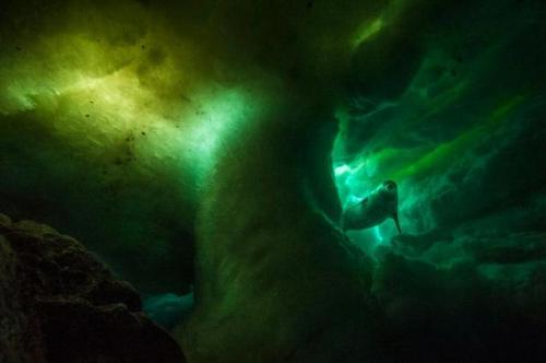 bitch-dont-krill-my-vibe:Under the Ice Weddell seals (Leptonychotes weddellii) are only found in Ant