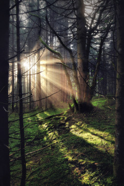 woodendreams:  (by Kilian Schönberger)