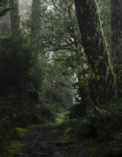 steepravine:  Dark Moss Lined Path (Point