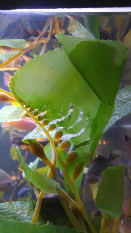 Macrocystis pyrifera is in the family Laminariaceae. Commonly known as giant kelp, it is found along