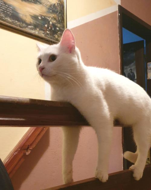 welikecatsandkittens:My cat Luci laying on the railing with her feetsies dangling#cats #cutecats #be