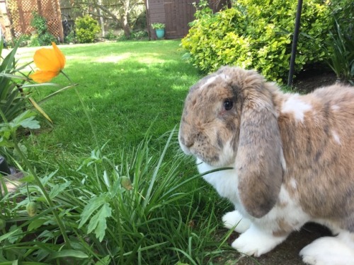 Springtime bunbun! ❤️