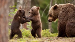 awwww-cute:  Mama bear with cubs (Source: