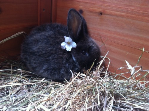 cloud-emoji:i managed to convince our little bunny to put a cherry blossom behind its ear nwn