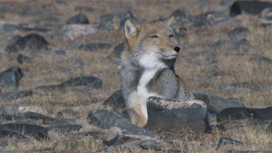 mad-hare:  skellyduns:  Just a reminder that tibetan foxes are a thing How is this real It’s head to big No  next time I draw a fox and it comes out ugly I’ll just say it’s a Tibetan fox and suddenly my art will be super realistic 