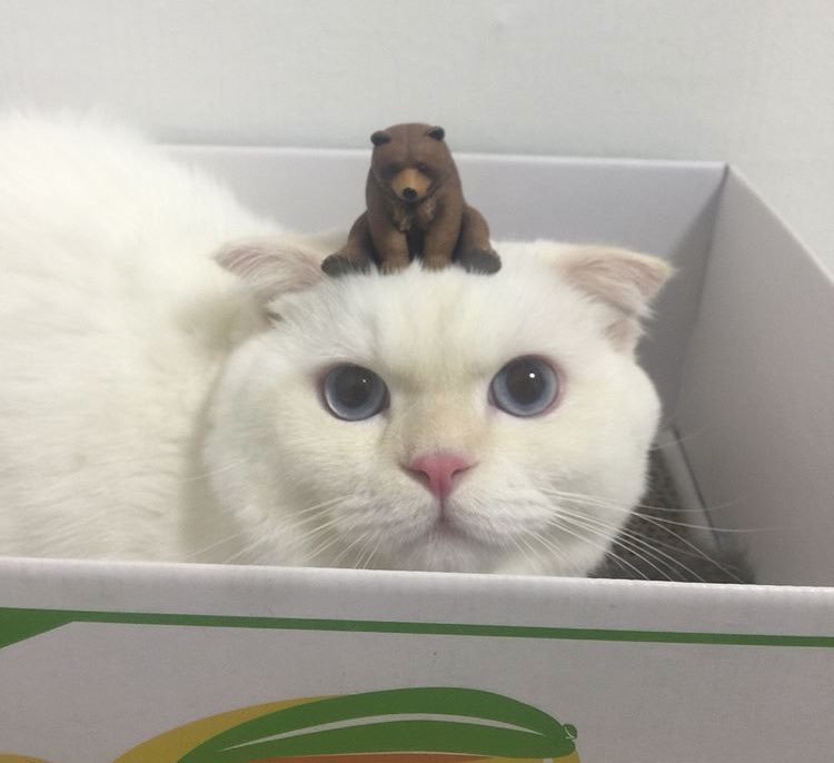 kitty & cat posts / memes