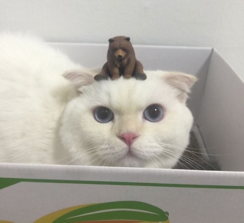 kitty & cat posts / memes