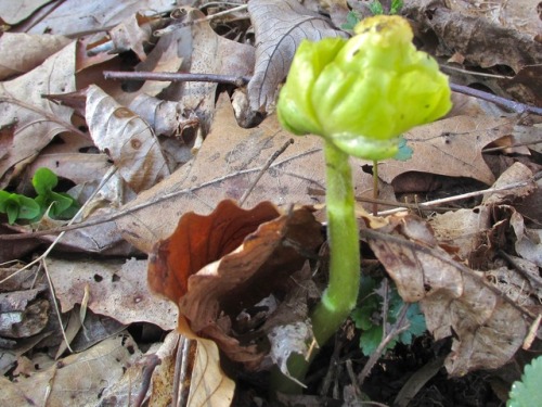 The mystery plant: I’m told this is a mutation of mayapple or Podophyllum peltatum, which are certai