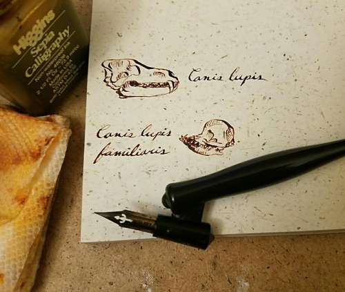 katarinanavane:More skull drawings/calligraphy practice, along with the tools used.More animal skull