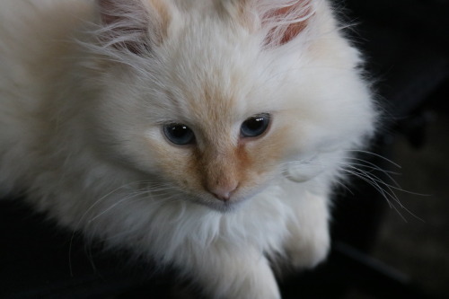 thebrokennightmare:some pictures of my new foster kitten, Toast. He’s a shy, sweet, and cuddly 3 mon