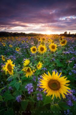 lifeisverybeautiful:  Sunflower by Raphael