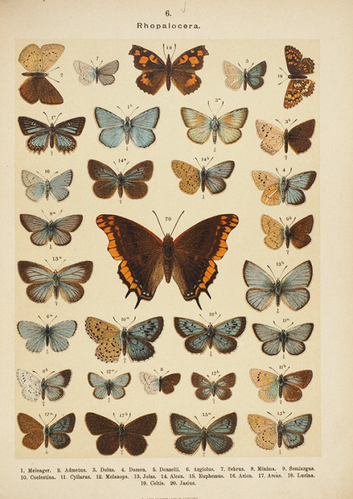 sovietpostcards:  Encyclopaedia of Butterflies (1897)