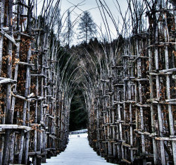 foodffs:  A Majestic Cathedral Made Of Living, Breathing Trees  Really nice recipes. Every hour.         