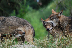 thegreenwolf:sisterofthewolves:Red wolves (canis rufus)sourceThere is a lot of stuff going on in this image.