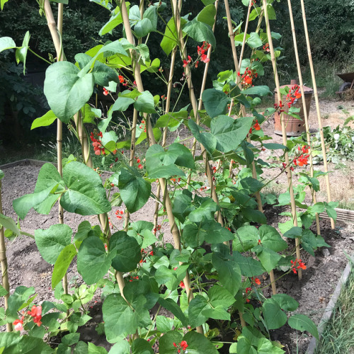 Lots of flower on my Runner Beans but very little leaf, no matter, still needs loads of water &h