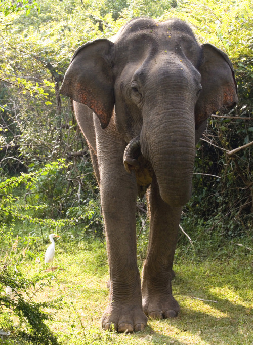 wildography:  Asian Elephant by: oggywaffler on flickr