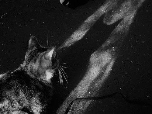 mousekatandashes:Mouse