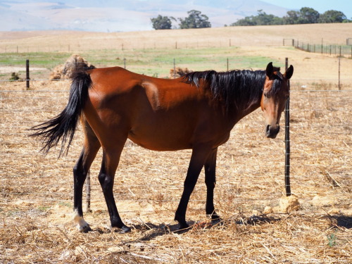 Sahara and Abba had a physio appointment today, to just work on their muscles and relax their tight 