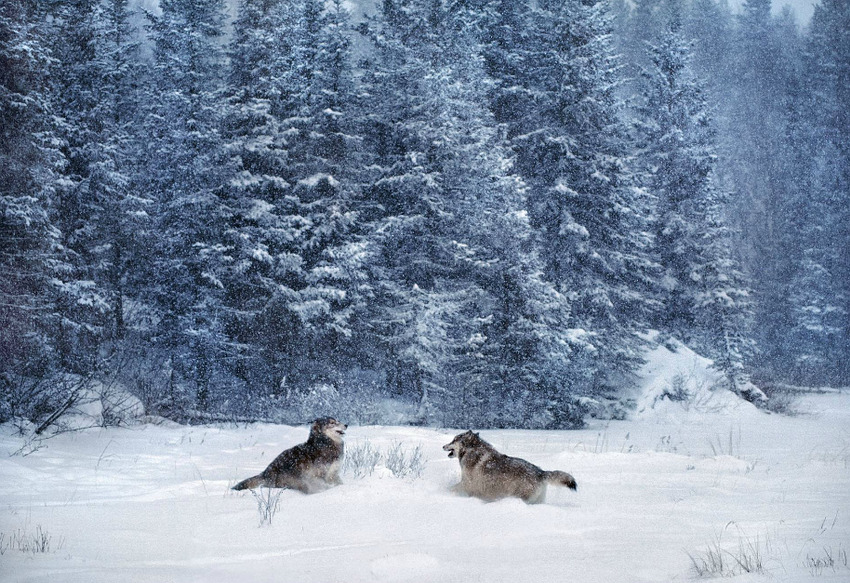 atraversso:  Wildlife  by Jim Brandenburg 