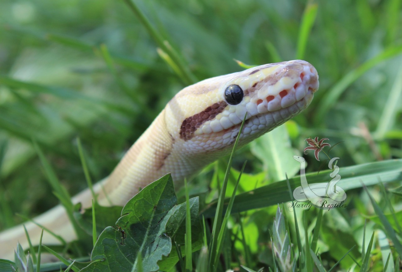 i-m-snek:  Raina shed and is just so beautiful. I will never understand how these