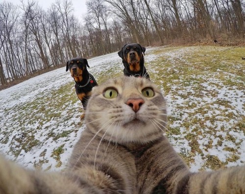 Sex aww-so-pretty:  This cat have better selfies pictures