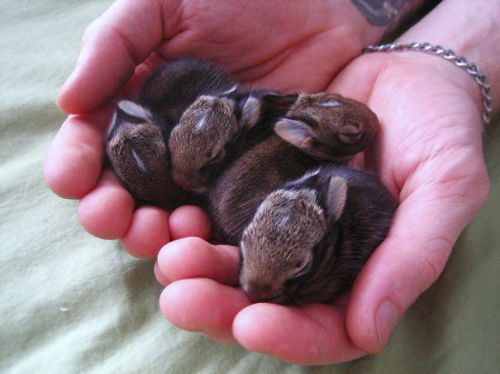 dickscuntinued:  awesome-picz:  The Cutest Bunnies Ever   @allan-lira  Do you like the bunnies baby?
